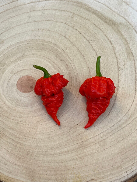 Reaper Brain Red Reaper Brain Red